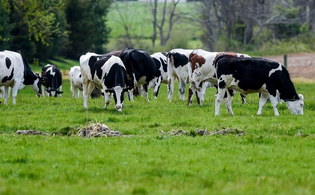 GettyImages-1319850392 cows