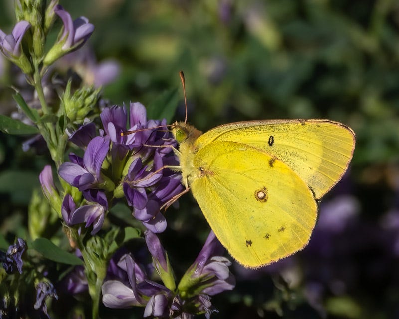 20250731-Manville-78-Edit.jpg 20250731-Manville-78-Edit.jpg