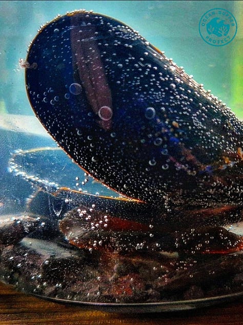 A recycled candle jar using marine algae and recycled materials to grow your own ocean