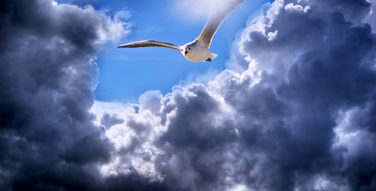 Are We Really Allowing Ourselves to Fly?