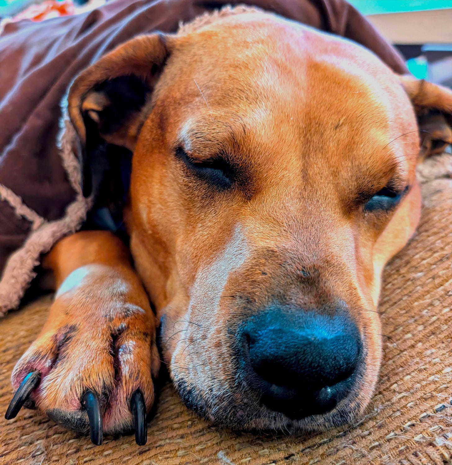 A close-in shot of Tali, featuring her poor ravaged paw.