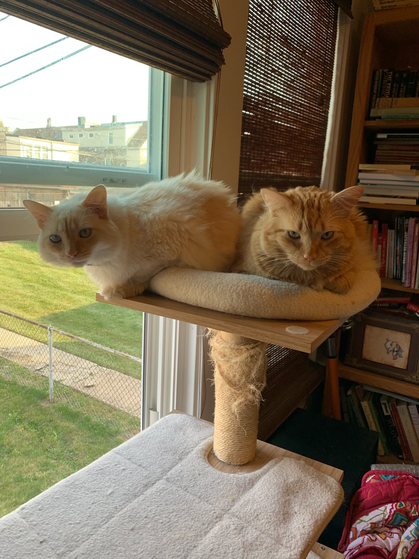 white floof and orange floof sitting together on the same level of a cat tree by a window; looking at camera; they are sisters and look like sisters!
