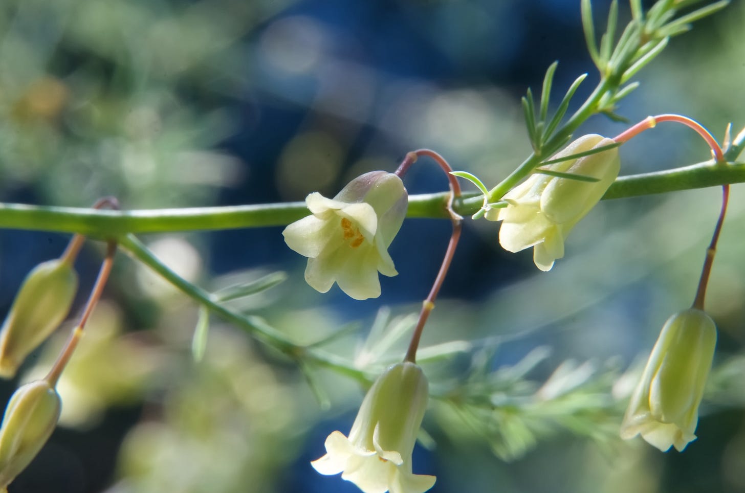 Asparagus blooms against a summer sky.