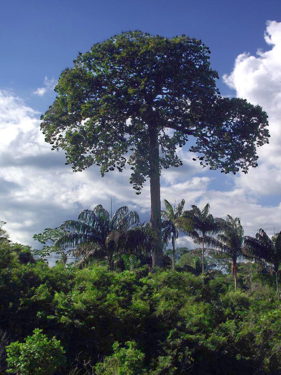 Bertholletia excelsa
