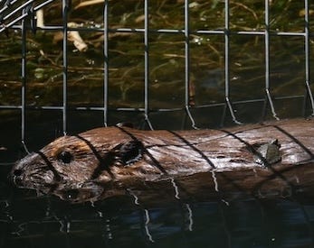 The pond is also a refugia for endangered Western Pond Turtles. We have been supporting this population for many years now and are always delighted to see new hatchlings. As far as we can tell the population at this time is around 17 of varying sizes and ages.  The second photo was shocking to me. A baby turtle hauled out on the beaver's back and stayed there for some time. Eventually Joe Travis (beaver) started swimming in circles. The turtle rode like he was surfing. 