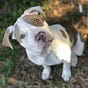 Nike The Pitbull's avatar