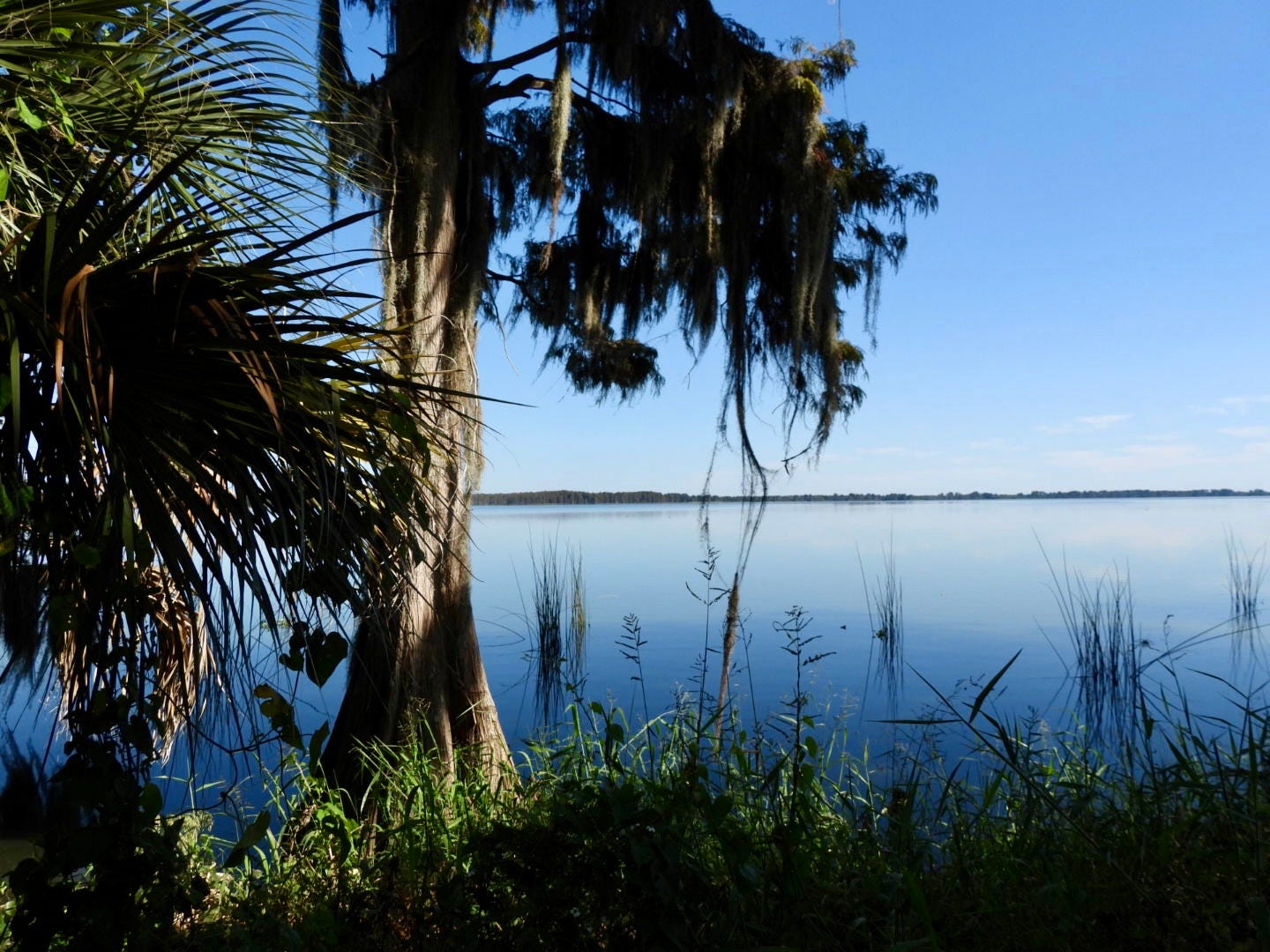 Spanish moss laden cypress tree next to palm trees on bank of still deep blue lake against backgrop og bright blue sky with opposite shore in the far distance in shadow. Spanish moss laden cypress tree next to palm trees on bank of still deep blue lake against backgrop og bright blue sky with opposite shore in the far distance in shadow.