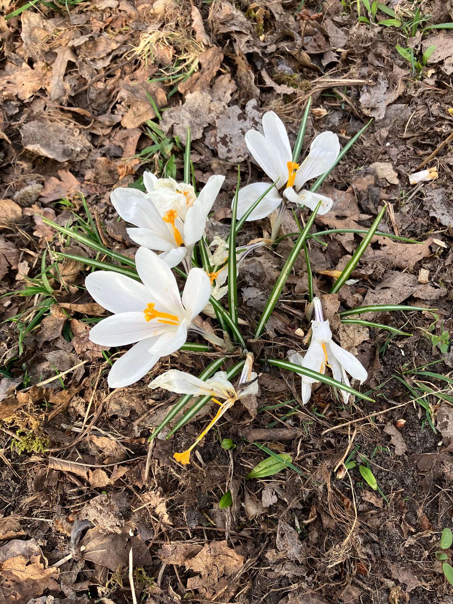 white crocuses