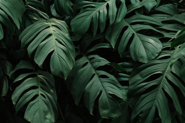 Tropical green leaves background Free Photo Tropical green leaves background Free Photo