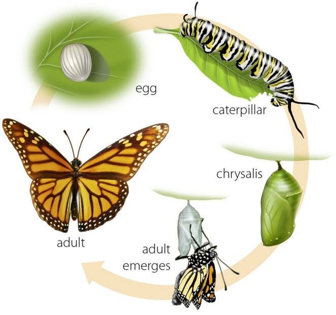 Butterfly Life Cycle | Louisville Zoo