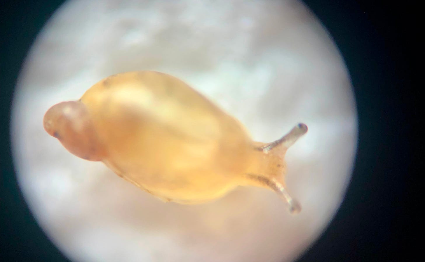 a tiny amber-colored snail crawling on a white surface, with a circle around the image to denote that it was taken through a hand lens