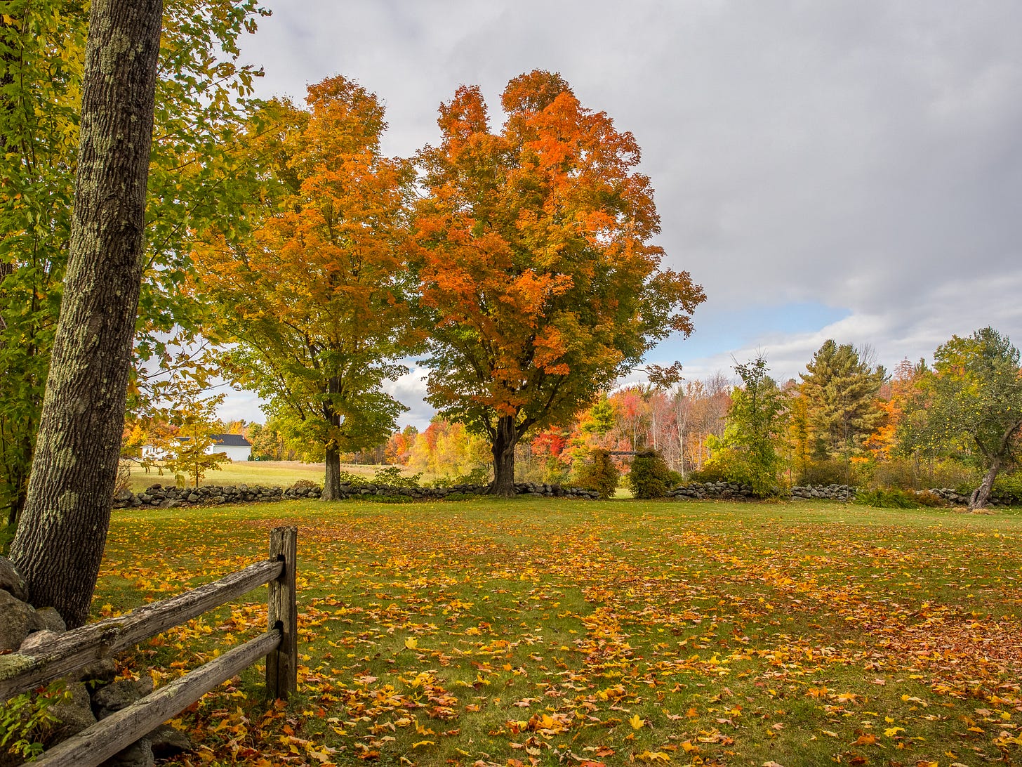 Autumn field