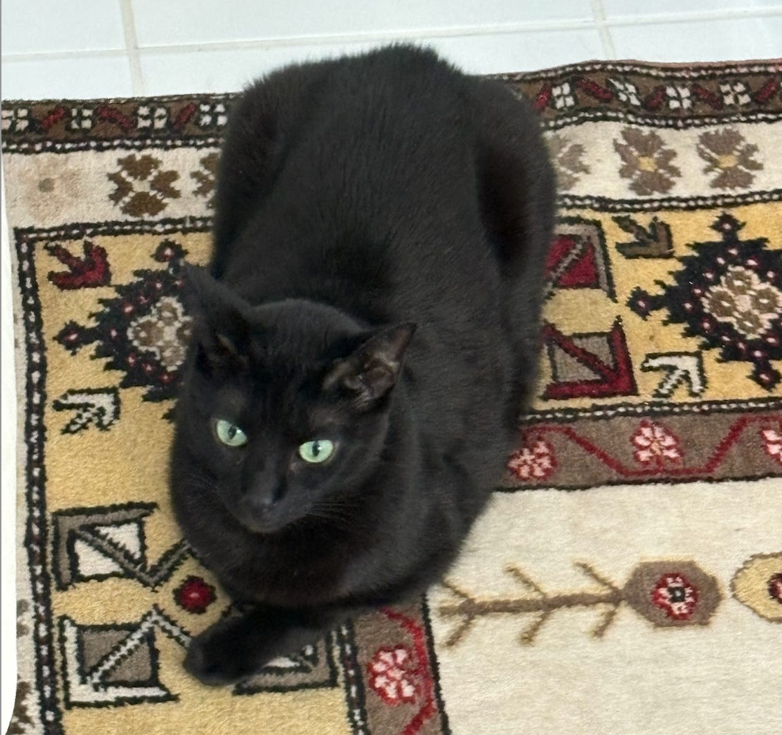 black cat with very green eyes on a turkish patterened rug