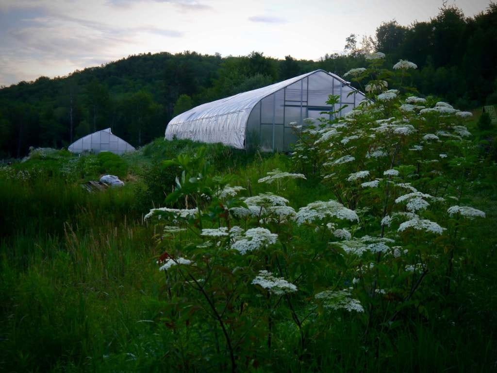 Elderberries in flower at Good Heart Farmstead