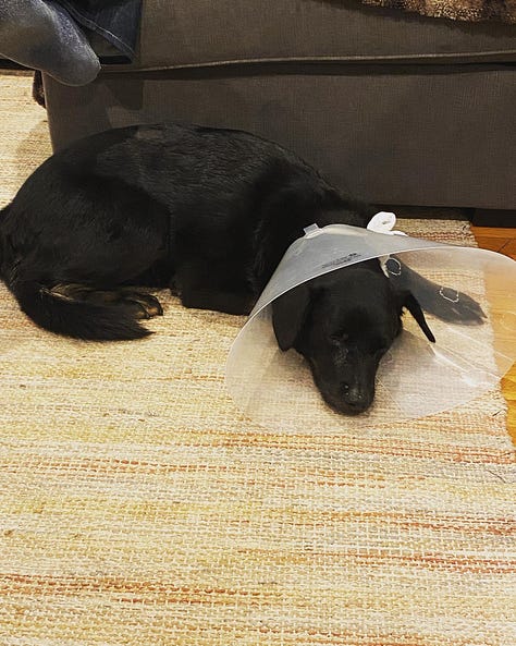 On Monday Blue looked like he went ten rounds in a boxing match and by last night we needed to put him in a t-shirt to protect him from scratching and licking his stomach.