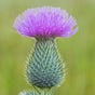 Thistle Sister's avatar