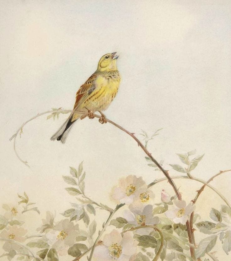 This may contain: a bird sitting on top of a tree branch with white and pink flowers in the background