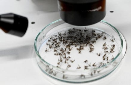 AsianTigermosquito13.jpg