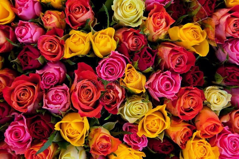 Colorful roses background. Beautiful, high quality, good for holidays, valentines's gift. Roses stock images, royalty-free photos and pictures