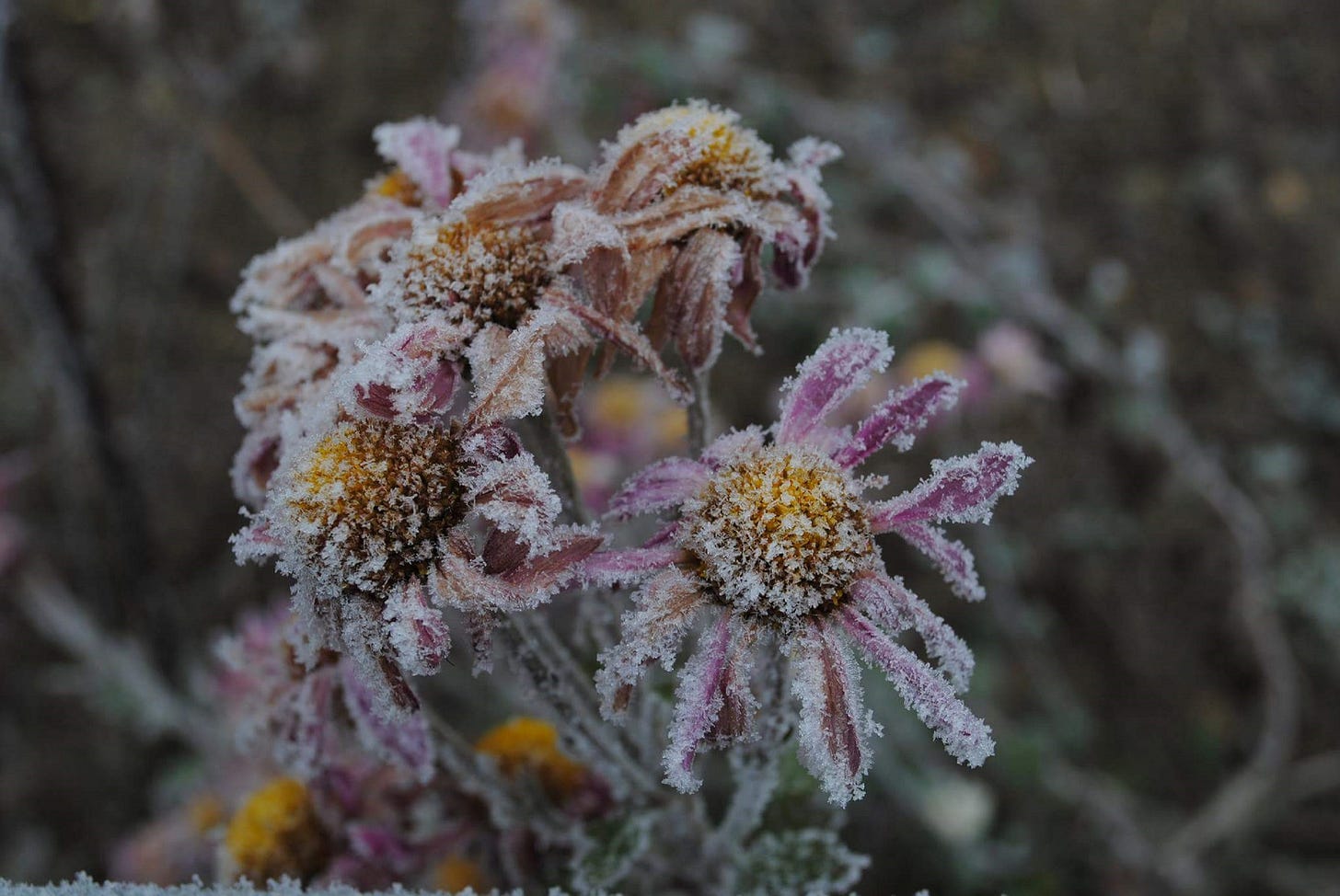 Frozen pink flowers Frozen pink flowers