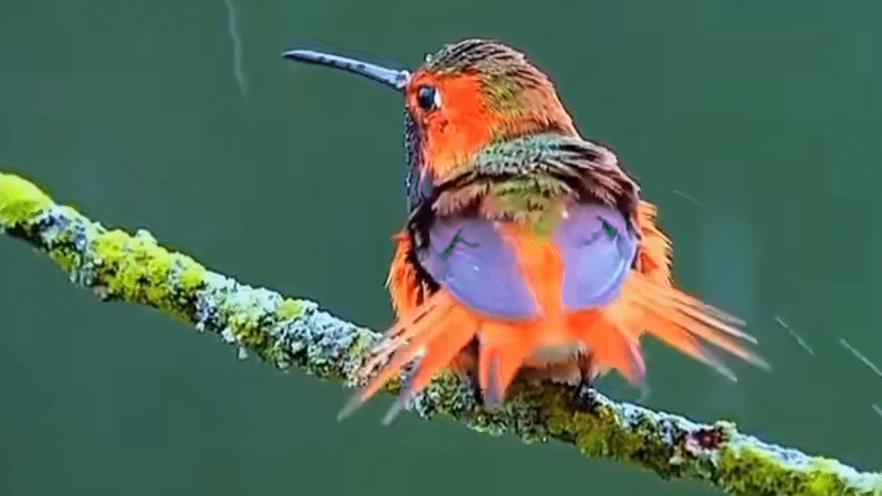 Hummingbirds and Flowers