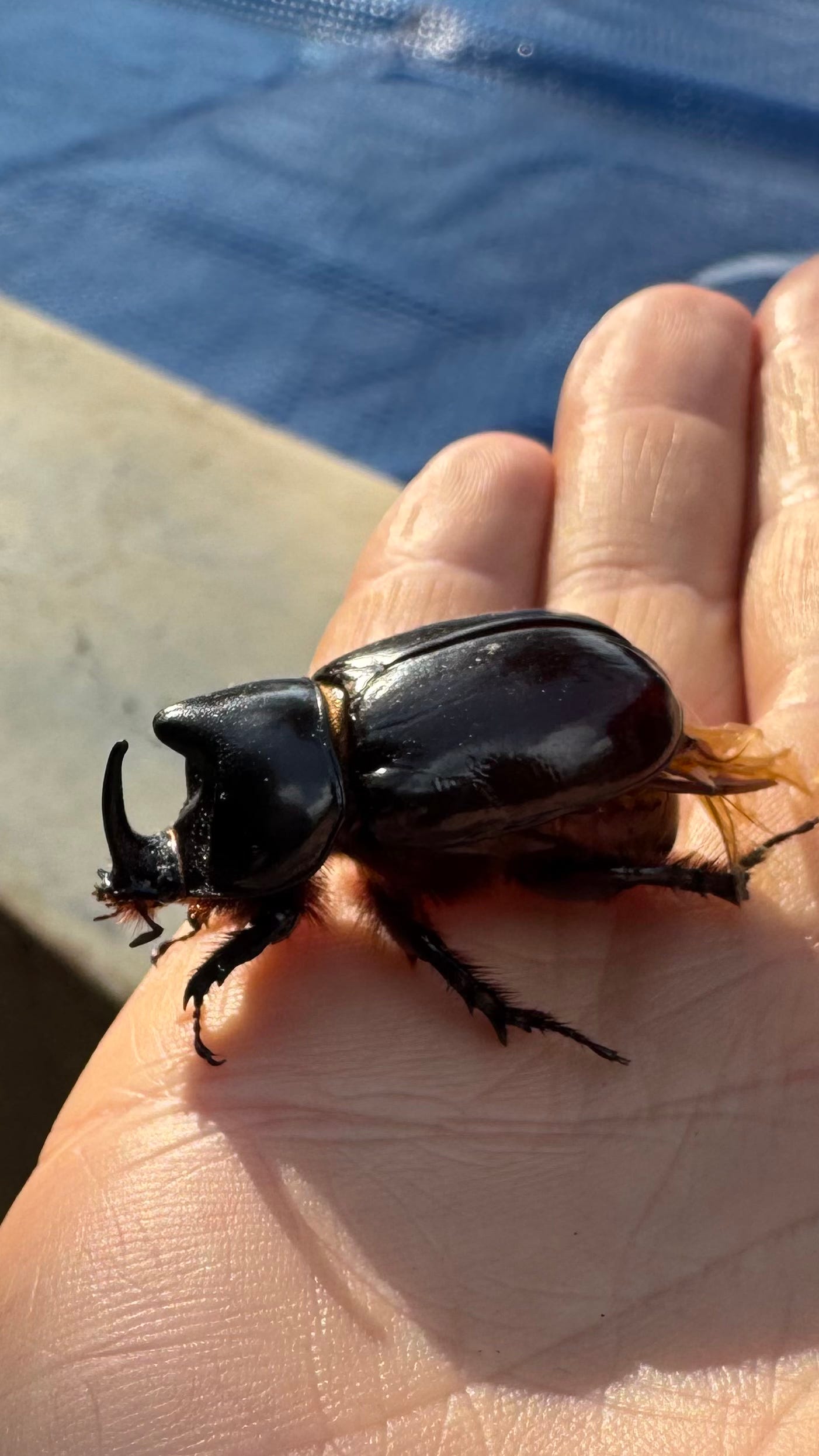 A rhinoceros beetle on a palm.