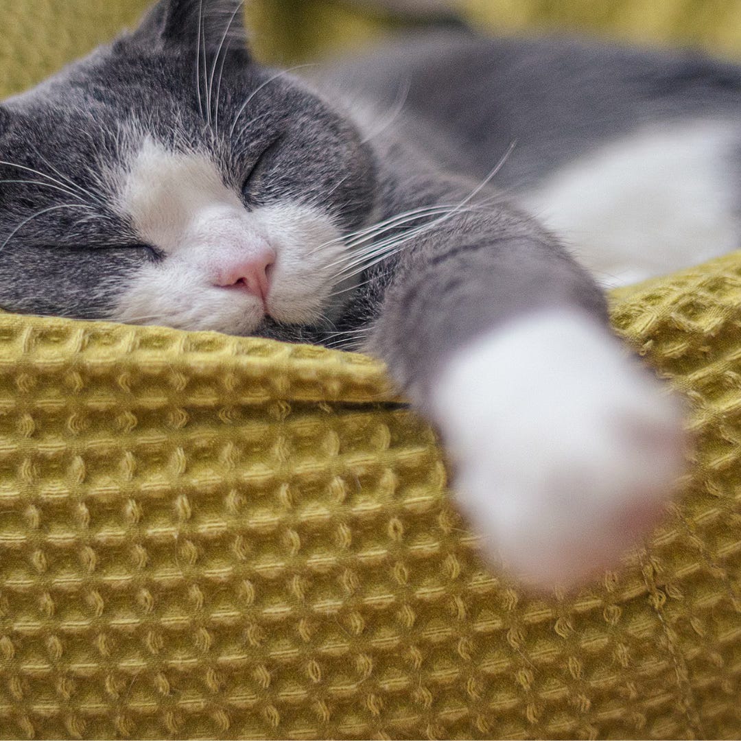Gray and White Cat Sleeping on a Yellow Textile Gray and White Cat Sleeping on a Yellow Textile