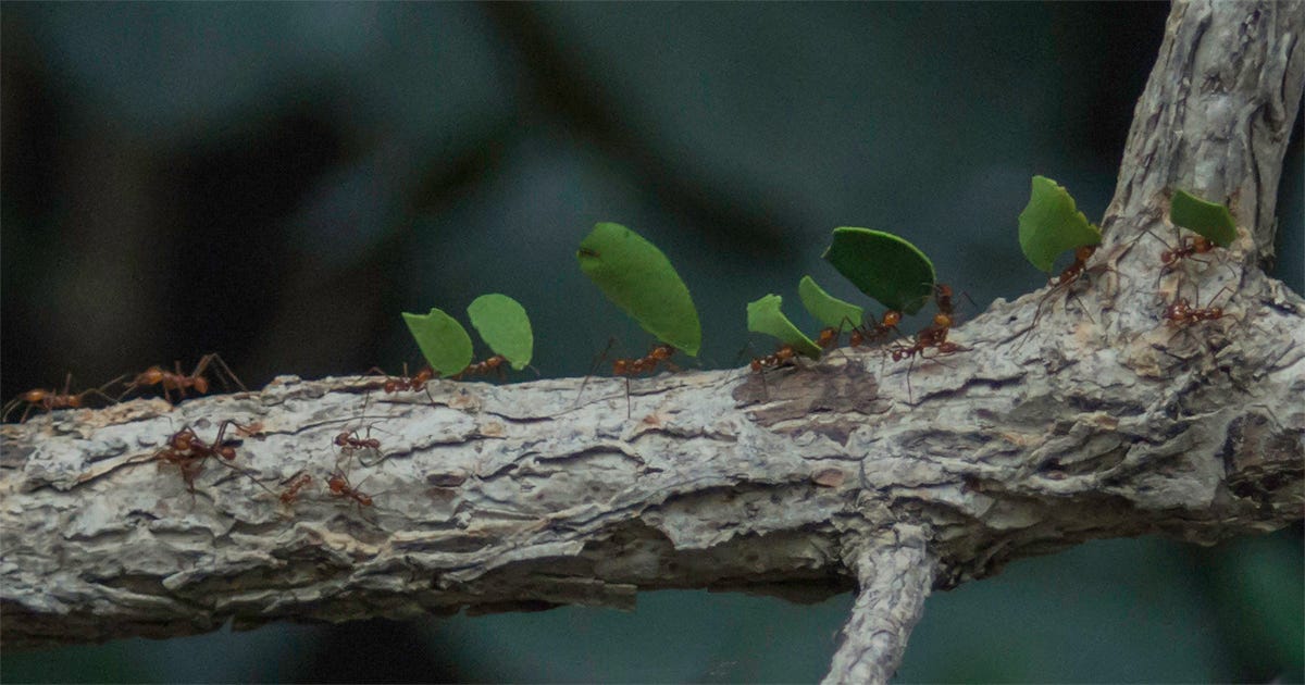 Formigas cortadeiras formam fila indiana em tronco de árvore. Elas carregam pedaços de folha. Formigas cortadeiras formam fila indiana em tronco de árvore. Elas carregam pedaços de folha.