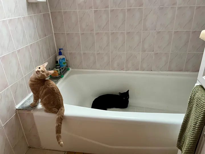 Chester and Sylvester being cute in a bathtub