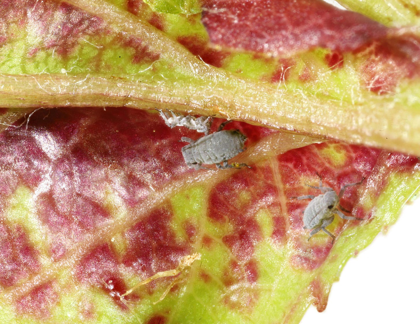 File:Dysaphis devecta on Malus sylvestris, Trawscoed, North Wales, May  2021.jpg - Wikimedia Commons File:Dysaphis devecta on Malus sylvestris, Trawscoed, North Wales, May  2021.jpg - Wikimedia Commons