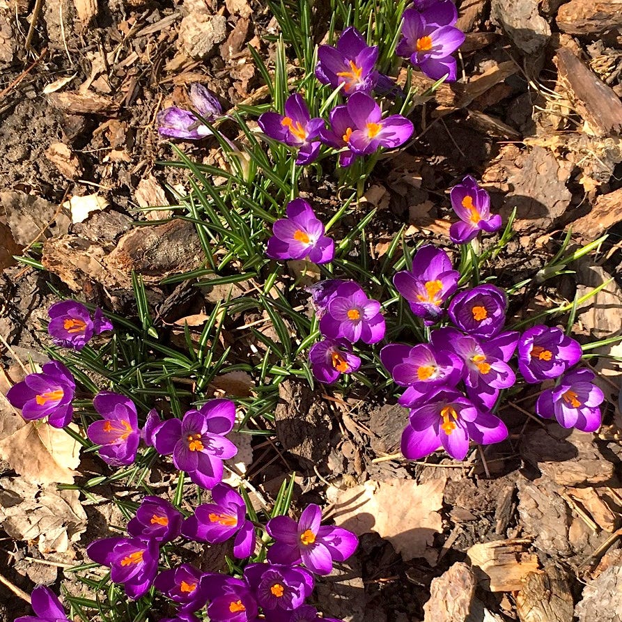 The View from Aurora