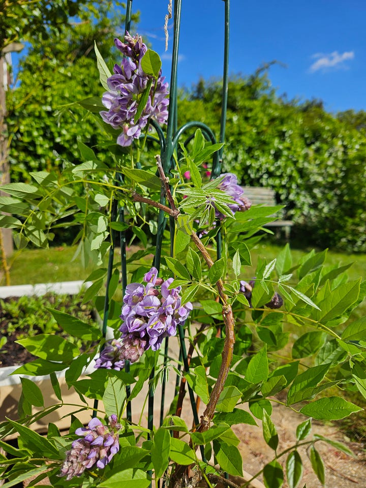 Garden life is taking shape