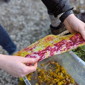 A taste of natural dyeing 