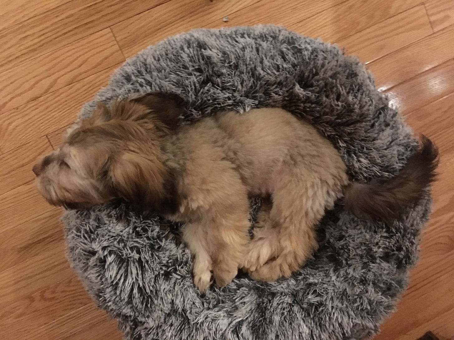 Walter the puppy in a bed being adorable