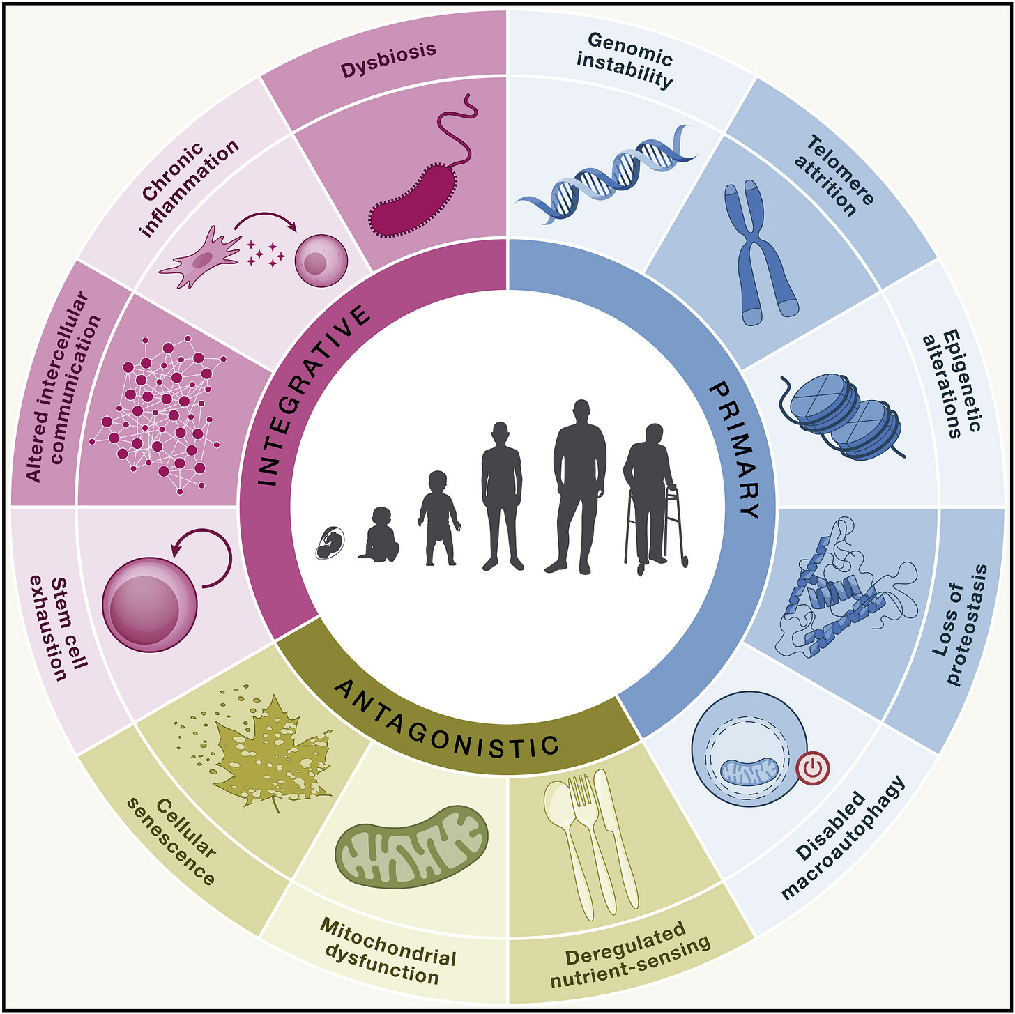Hallmarks of aging: An expanding universe: Cell
