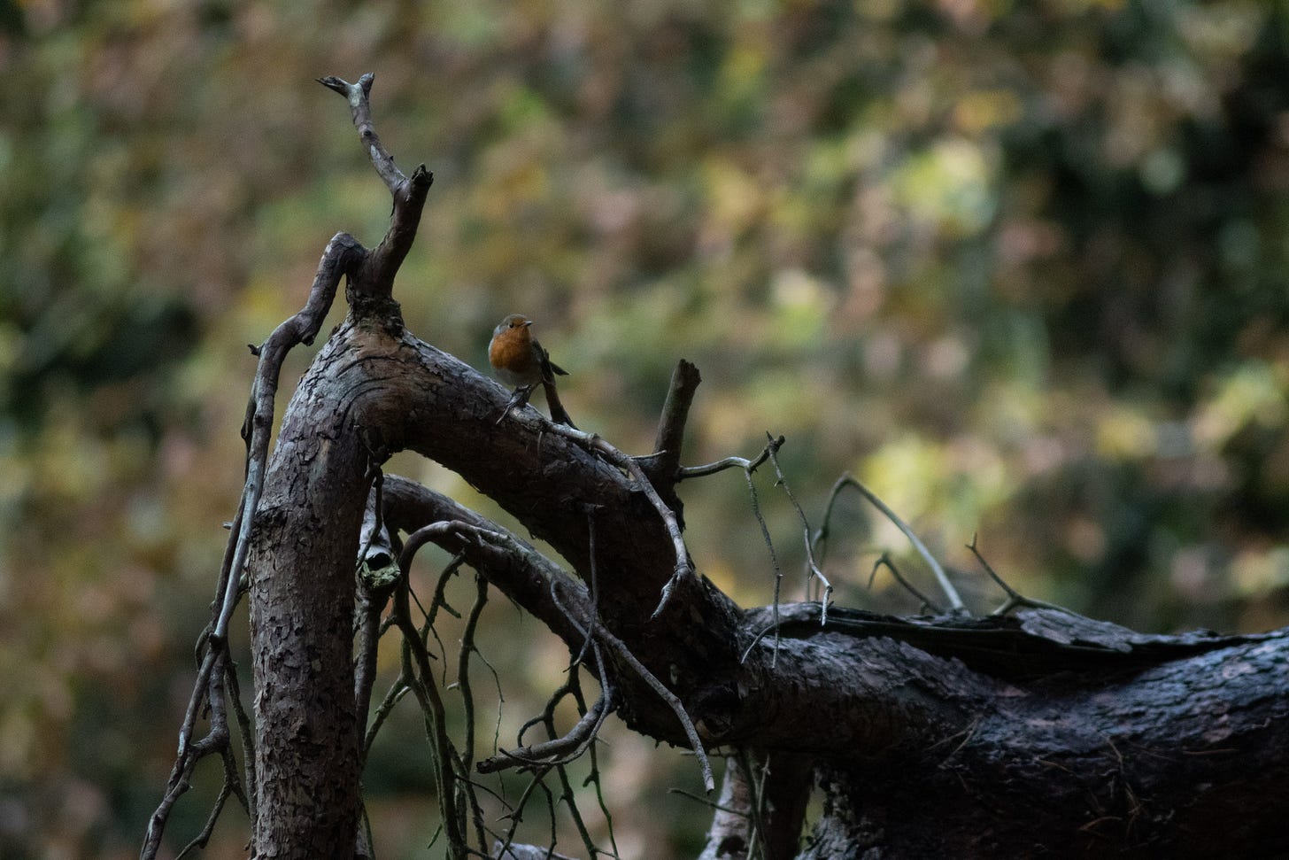 robin on a log
