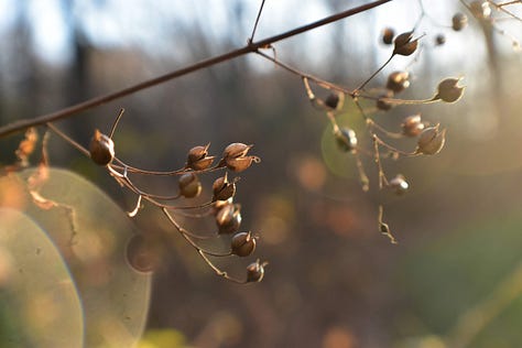 Four photos, one of pods opening and reaching toward the sun; another of a tightly closed bud of a red flower, large and bulbous; a young cardinal on a porch banister looking confused; a pink bud that is beginning to burst open.