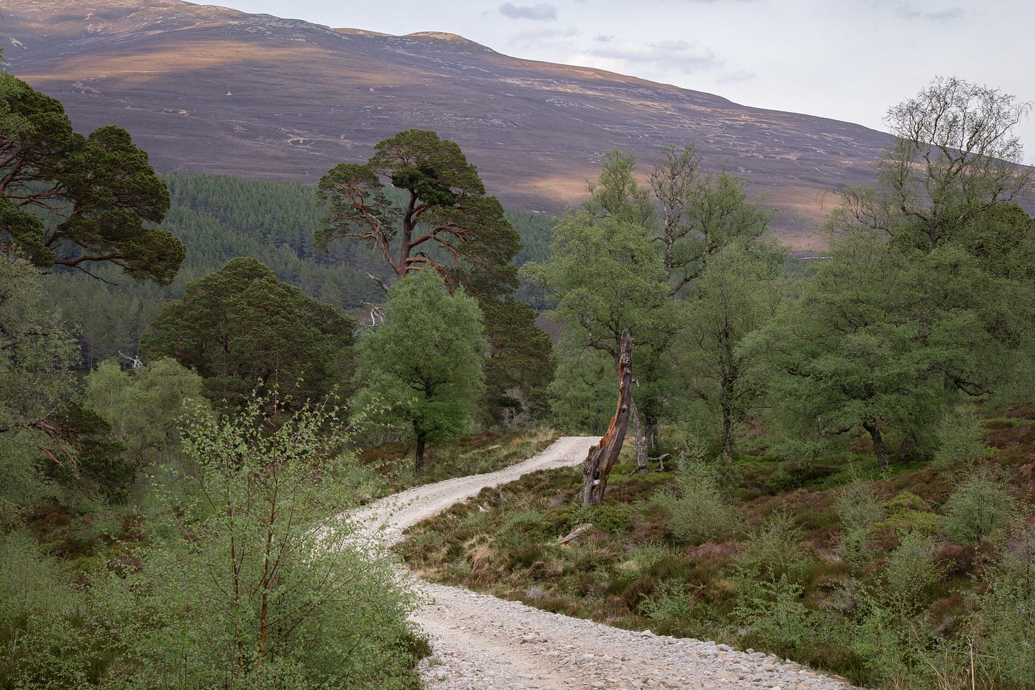 A forest trail winding through a dense Scottish woodland filled with ancient trees. The atmosphere is wild and mysterious, as if the place holds old stories. In the background, large hills rise beneath a sky of slow-moving clouds. The scene feels timeless, rooted, and full of quiet presence.