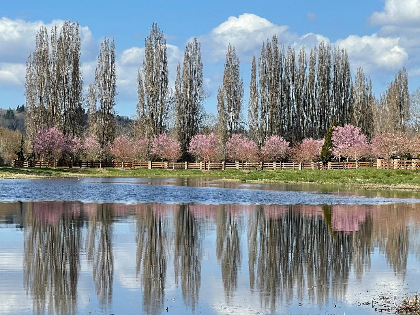 Tranquil pond surrounded by cypress and cherry blossom trees