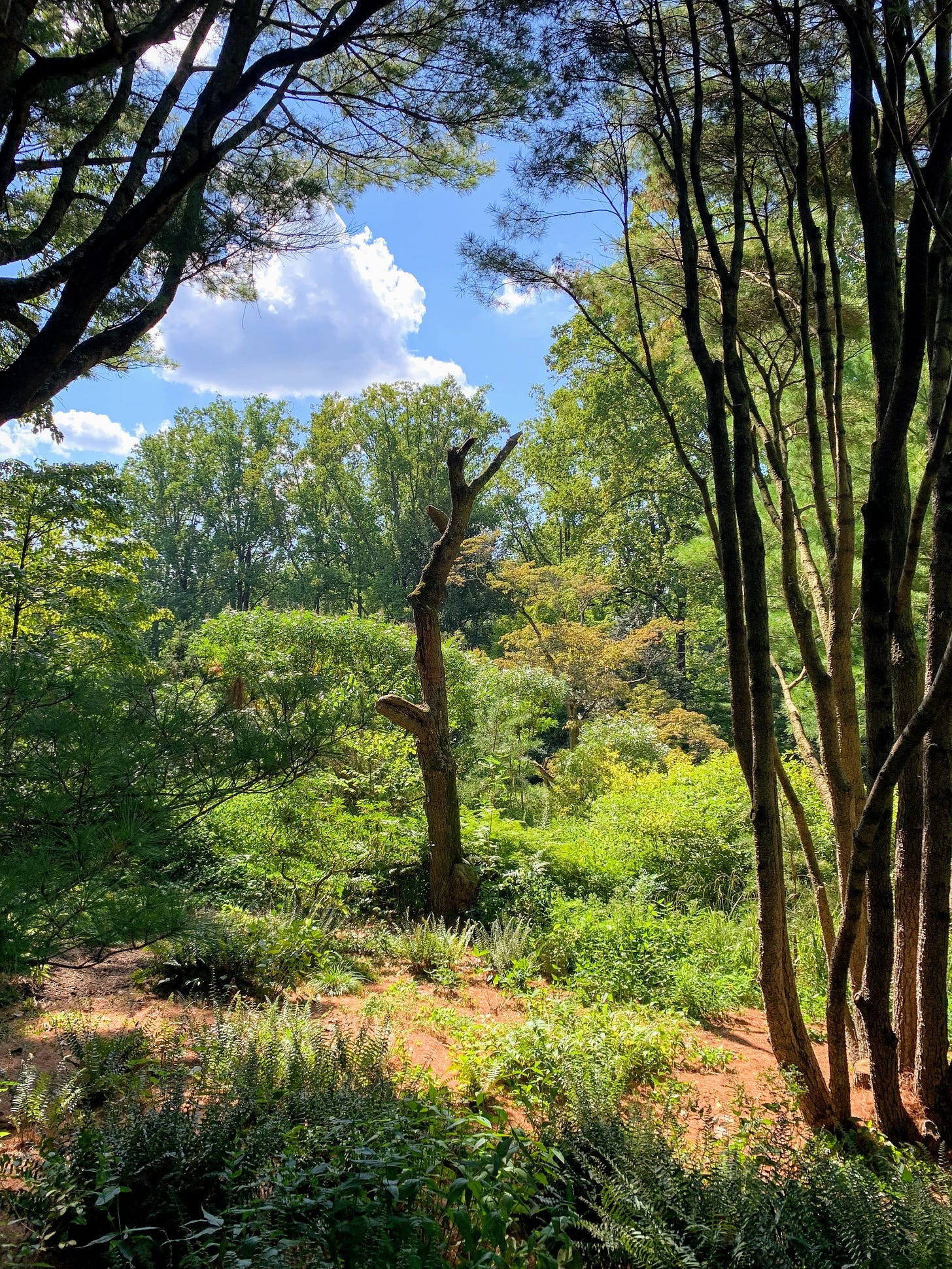 Sculptural snag shaped by arborists at Mount Cuba Center in Delaware