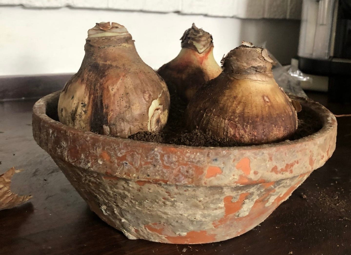 How to make Amaryllis bulbs flower again. - by JP Clark
