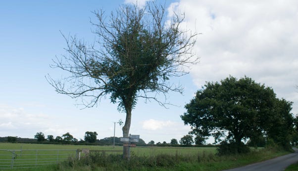 A tree in the middle of a field

Description automatically generated