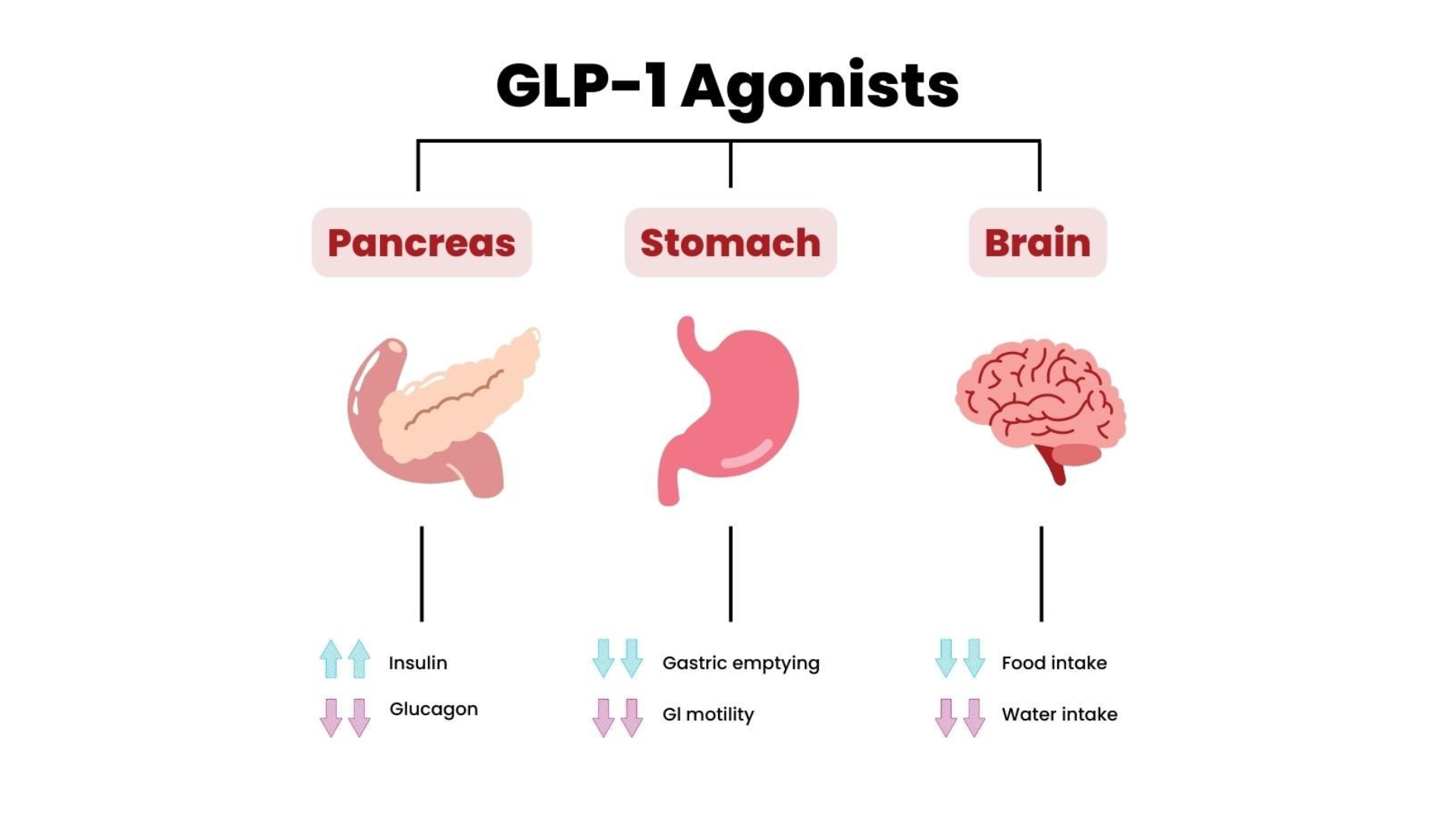 glp-1 triquetra Triquetra Health GLP-Pre: GLP-1 Prebiotic Fiber Complex glp-1 triquetra Triquetra Health GLP-Pre: GLP-1 Prebiotic Fiber Complex
