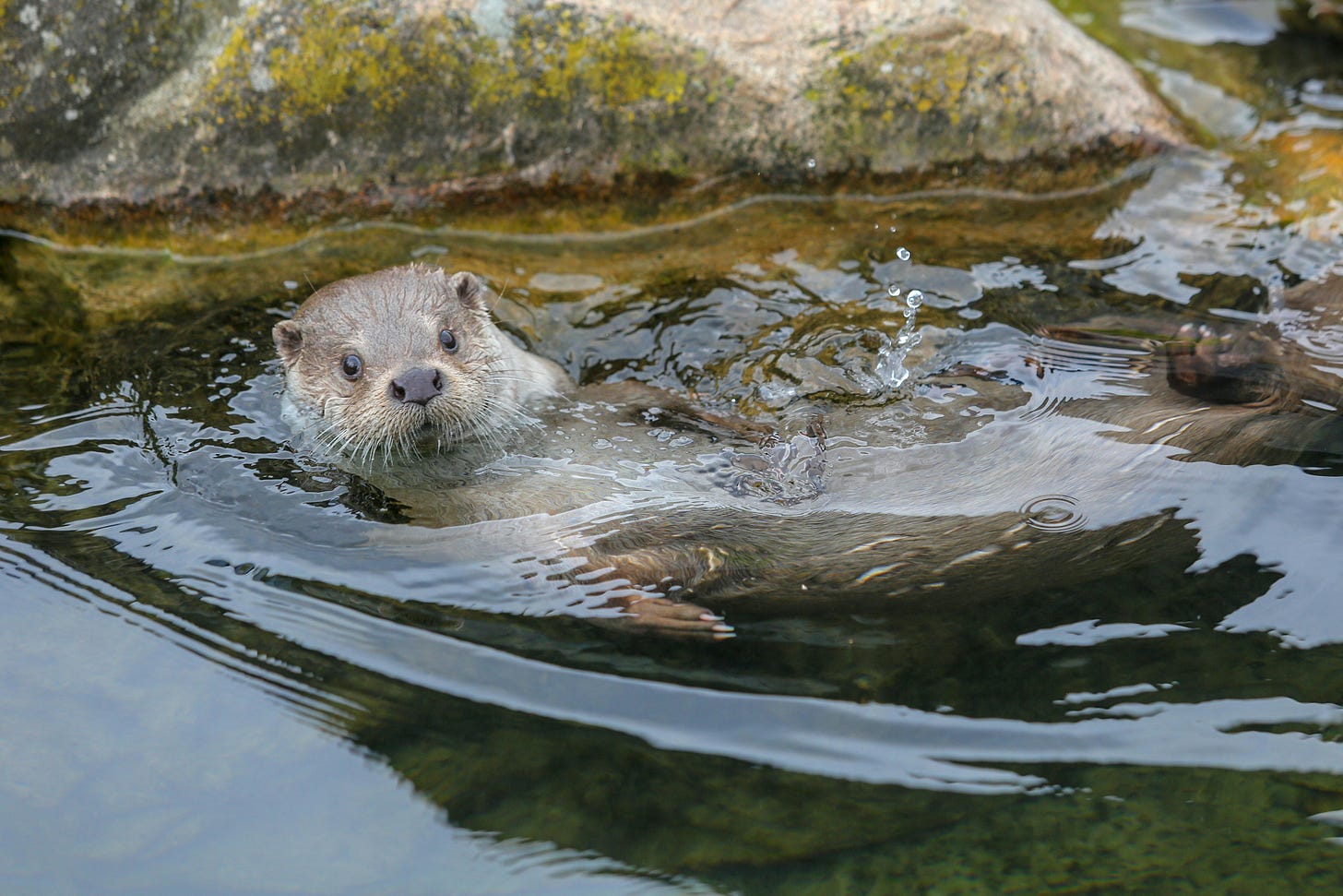 Otter im Wasser