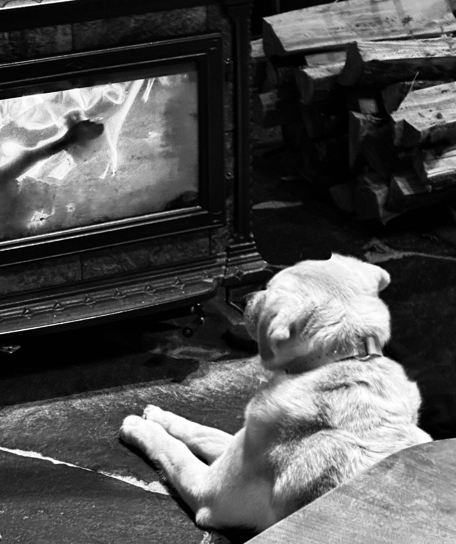 Dog sitting in front of woodstove