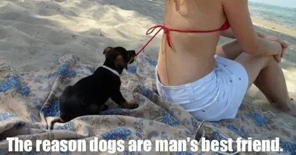 25 Funny Dog Memes - DogTime