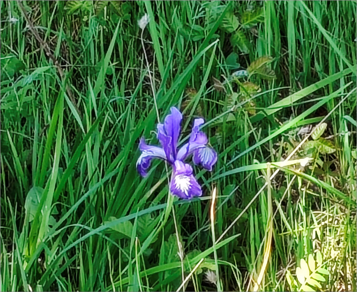 Wild iris blooming in Willamette Valley wine country.