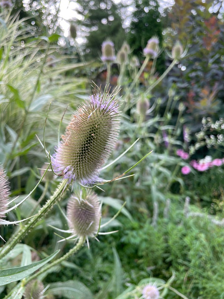 Four very tall plants in the Long Border: Mohr's Rosinweed (Silphium mohrii), teasel, Verbena hasta, and Giant Sunflower (Rudbeckia maxima).