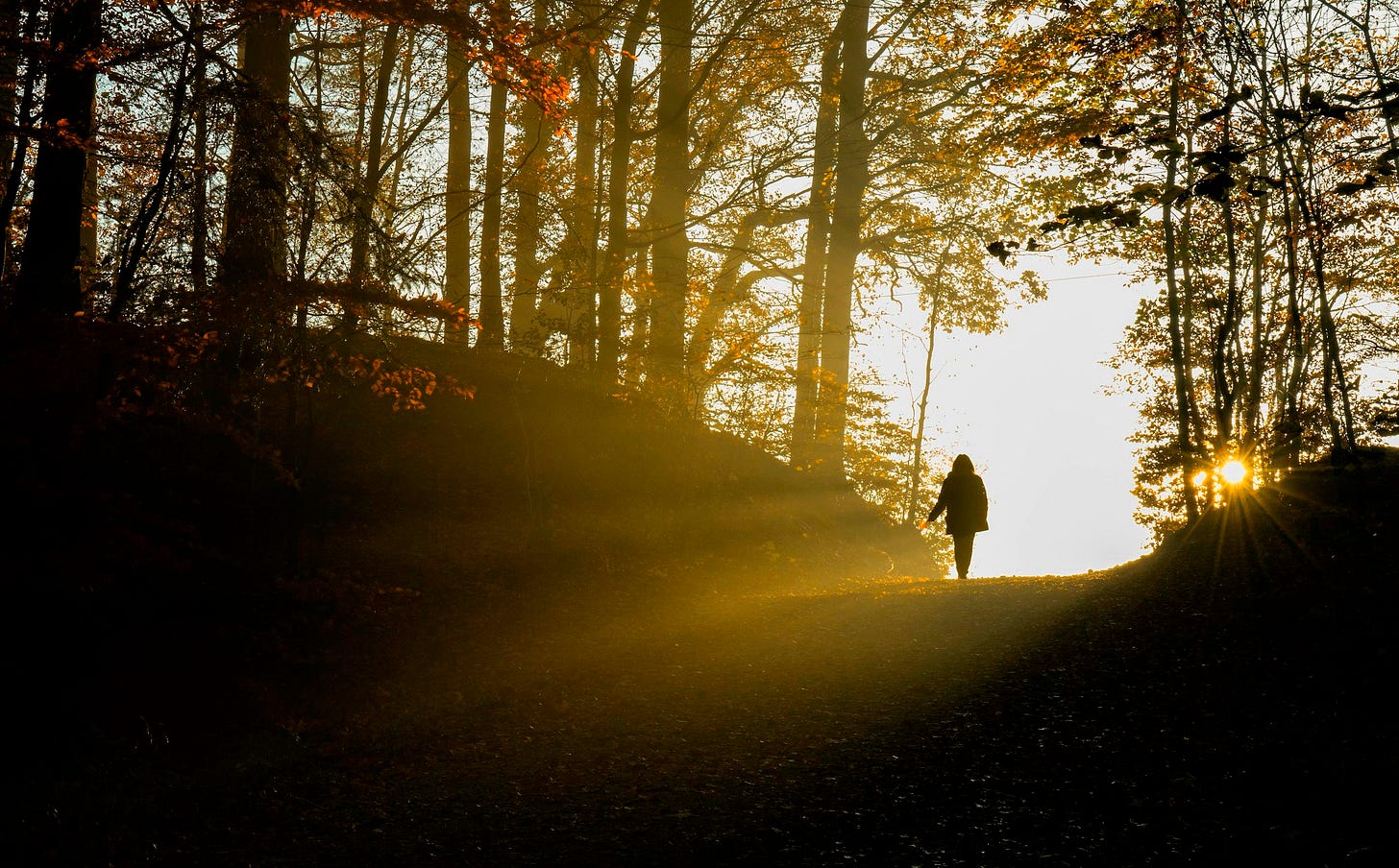 silhouette of person walking on pathway between trees during daytime