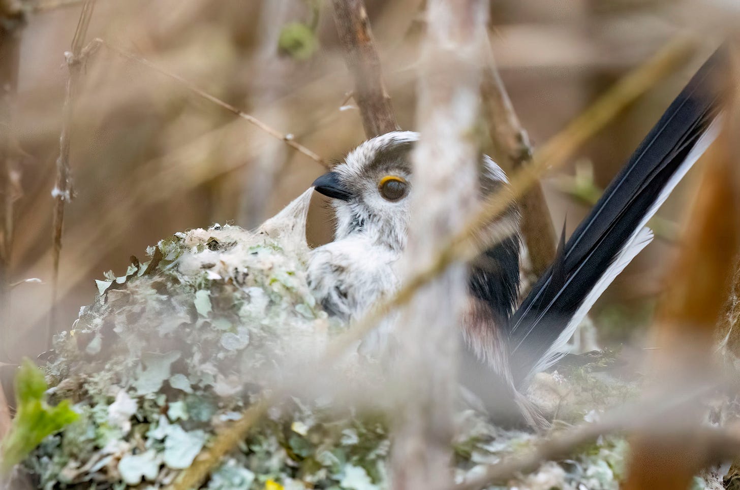Photo of a long-tailed tit building its nest